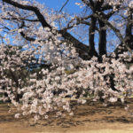 【試聴】桜の季節に吟じたい詩吟「ひさかたの」
